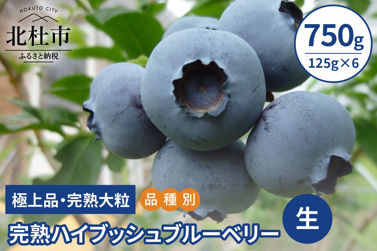 
            【2025年先行予約】【品種別】完熟ハイブッシュブルーベリー　750g(125g×6)  ブルーベリー 生 期間限定 2025年 先行予約 ハイブッシュブルーベリー 750g 125g×6パック 完熟 大粒 甘い 人気 極上品 八ヶ岳南麓
          