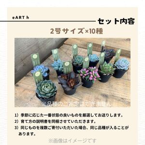 八ヶ岳育ち 多肉植物 eARThコレクション ラベル付き おまかせ詰合せ 2号 10鉢 インテリア多肉植物 おしゃれ多肉植物 ギフト多肉植物 高冷地多肉植物