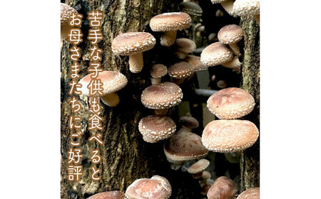小田原の里山で湧水を贅沢に使って育てた原木生椎茸(300g×2パック)