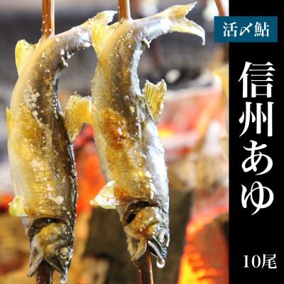 ふるさと納税 長野県 臼田養魚場の信州あゆ(冷凍個包装)10尾