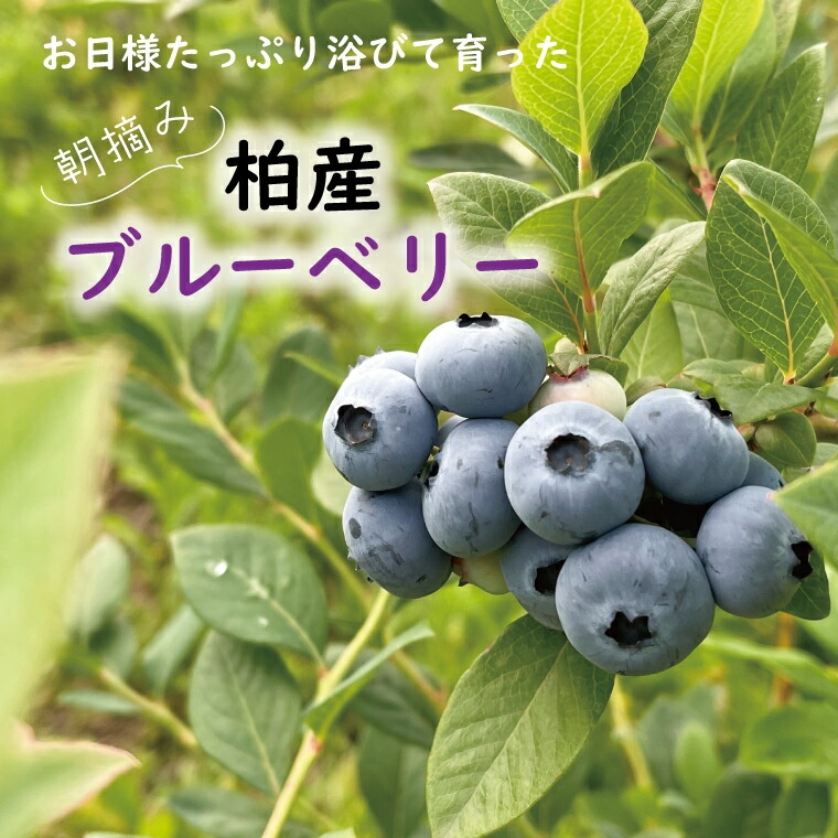 
                  ブルーベリー
                