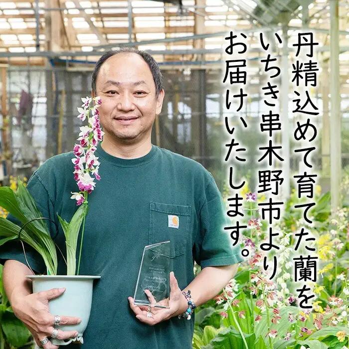 【個数限定】えびね蘭 3本 Aコース 開花済 鉢入り【00-045-07】