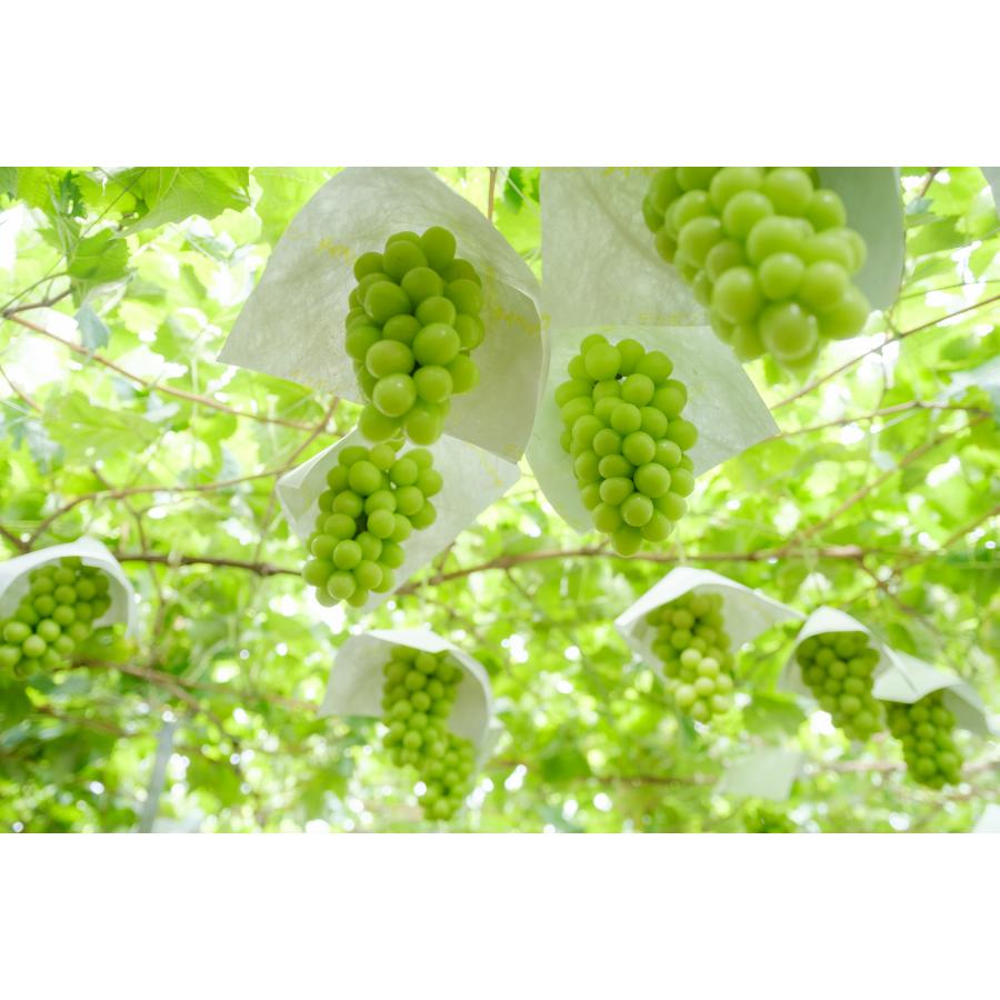 ＜Bonchi＞甲州市産 大粒シャインマスカット3房入り　2kg 自然農法