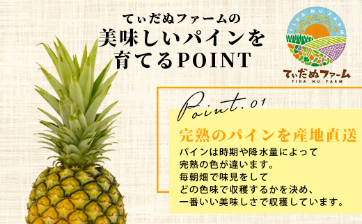 《2026年7月上旬頃より順次発送》【予約受付】石垣島産 ハワイ種パイン 2～3個セット 約3㎏【 産地直送 石垣島産 石垣 完熟 パイン パイナップル 】TD-6