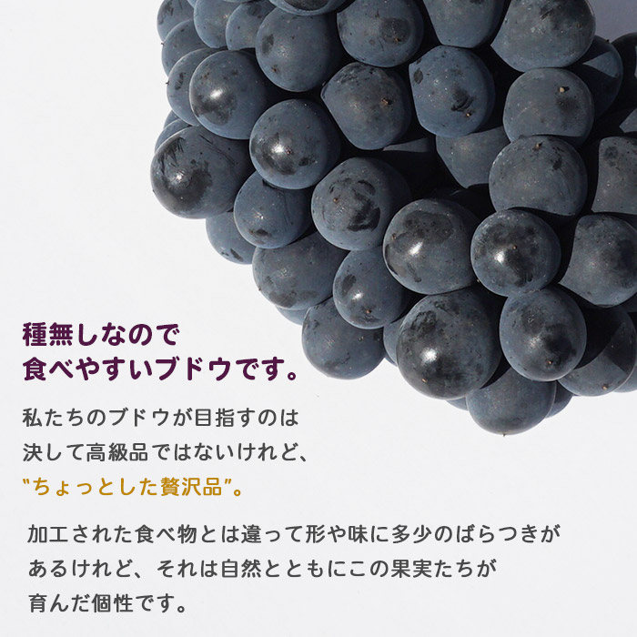 ＜旬のブドウ　西予市産　ベリーA　約２kg＞果物 フルーツ ぶどう 葡萄 季節限定 愛媛県