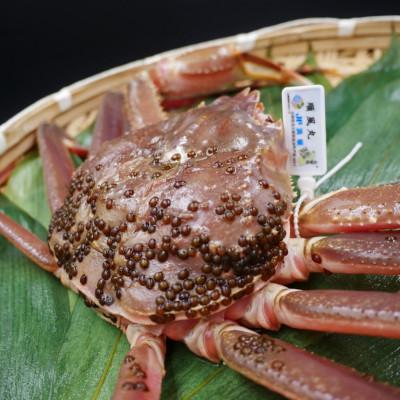 ふるさと納税 宮津市 松葉ガニ　茹で　タグ付き　1.2kg up　2杯 |  | 03