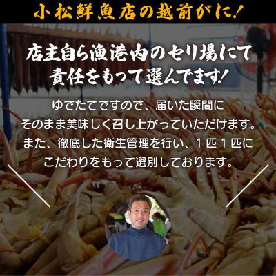 ふるさと納税 越前町 地元鮮魚店厳選 ≪浜茹で≫ 越前せいこがに 5杯【11・12月発送】 |  | 02