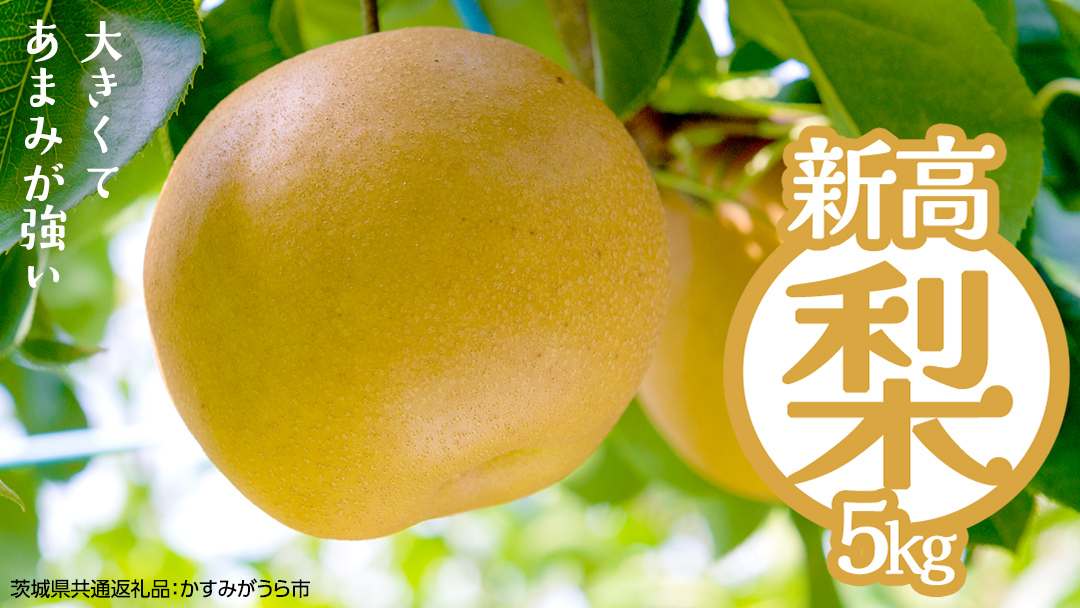 新高 約5kg（茨城県共通返礼品：かすみがうら市） 【2026年9月中旬発送開始】 梨 数量限定 なし ナシ フルーツ 果物 旬 産地直送 [FF005sa]