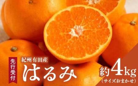 【2027年先行予約】【厳選・濃厚】 紀州有田産のはるみ 約4kg(サイズおまかせ)【ハルミ 春見 ミカン 蜜柑 柑橘 和歌山 有田】_ZD6376n