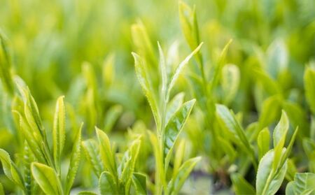 お茶 川根茶 上級煎茶 あさぎり 100g×5袋 セット お茶