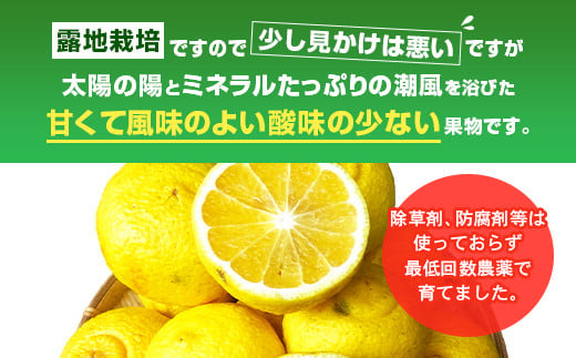 訳あり はるか 約5kg（22玉～27玉）吉田レモニー みかん 柑橘