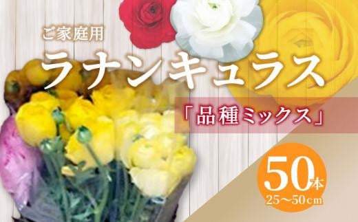 
                  ご家庭用 ラナンキュラス品種ミックス 50本(長さ25～50cm)【2026-1月中旬～2026-3月下旬配送】
                