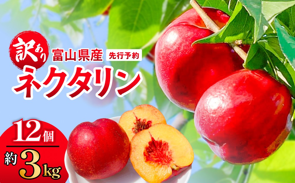 
            【先行予約】【訳あり】富山県産 ネクタリン 12個 （約3kg） ＜2026年8月中旬以降順次発送＞ 
          