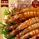 【ふるさと納税】えび 熊本県産 急速冷凍 車海老 【選べる容量 250g～1kg (9〜52尾) 】 生食可 瞬間冷凍 真空パック 活き締め 車エビ 車えび 国産