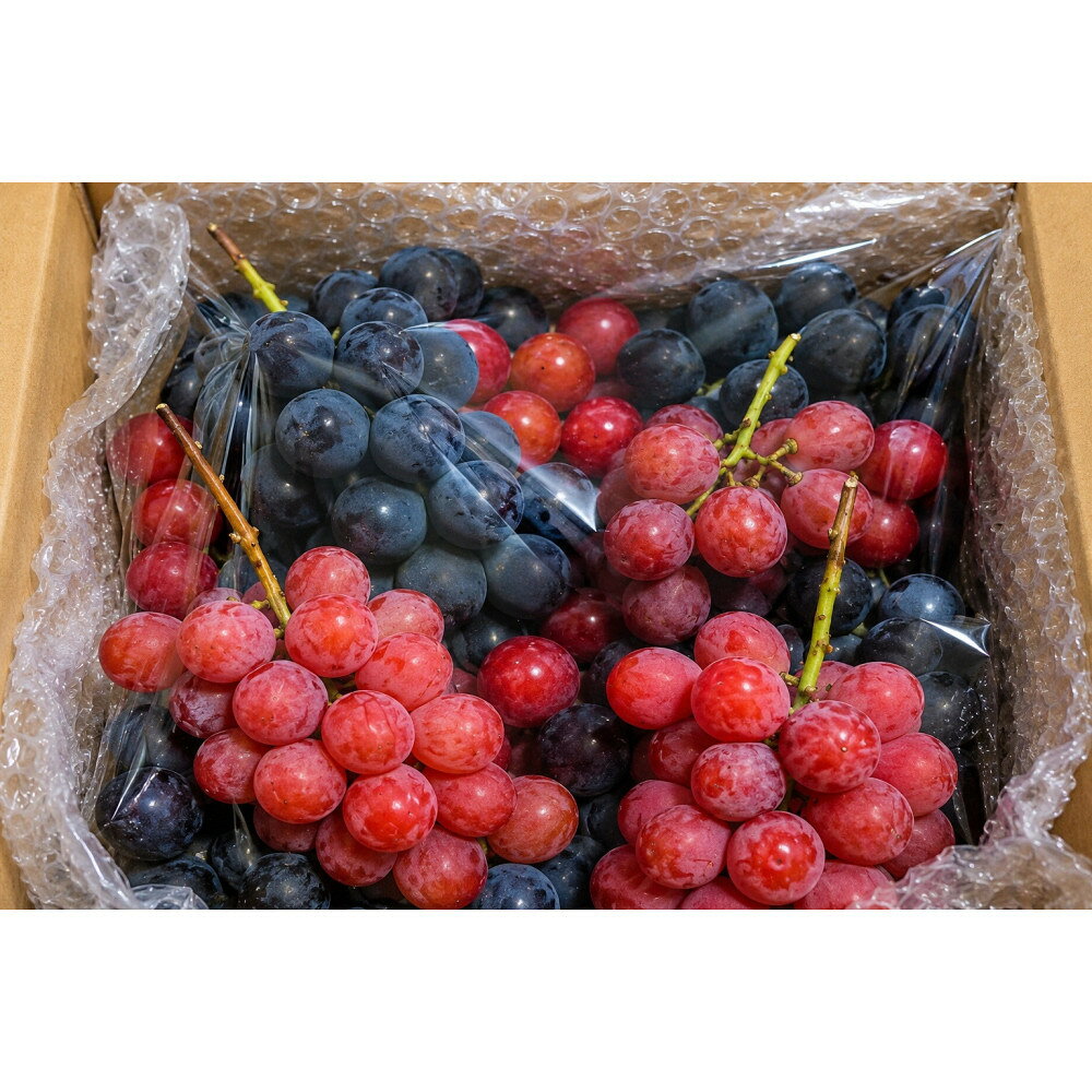【ふるさと納税】マル玉農園 和歌山県産 大粒 ぶどう 食べ比べセット 1.5kg（グロースクローネ・クイーンニーナ 各約750g）ご家庭用 ★2026年8月下旬～9月中旬頃順次発送予定 | 葡萄 ぶどう ブドウ フルーツ 果物 くだもの 食品 人気 おすすめ 送料無料 産地直送