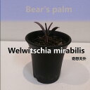 【ふるさと納税】奇想天外　Welwitschia mirabilis_栃木県大田原市生産品_Bear‘s palm | 植物 プラント 人気 おすすめ 送料無料