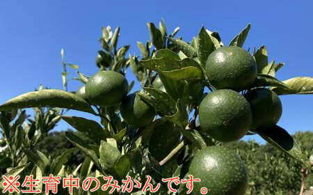 【先行予約】極早生温州みかん 4kg  みかん みかん みかん