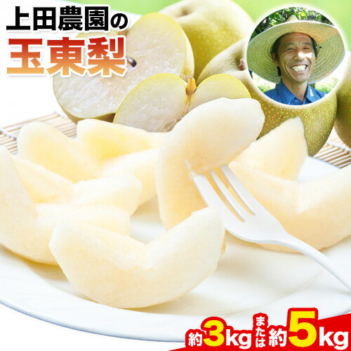 【ふるさと納税】梨 なし 旬の梨 フルーツ 『上田農園』の玉東梨 選べる 約3kg 約5kg 期間限定 《内容量をお選びください》 熊本県玉名郡玉東町『上田農園』なし 果物 スイーツ フルーツ デザート スムージー 熊本県玉東町《8月中旬-10月上旬頃出荷》