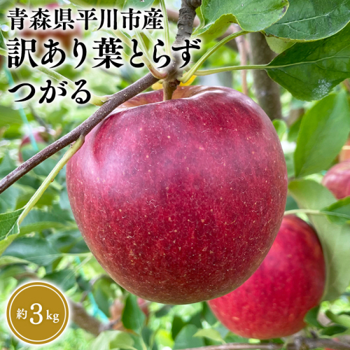 2026年8月下旬～発送　 訳あり 葉取らずつがる約3kg(家庭用)【なるみ農園・青森りんご・平川市産・数量限定】
