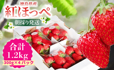 いちご 紅ほっぺ 約1.2kg ( 約300g × 4パック ) 朝採り いちご