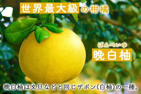 晩白柚 ドレッシング 2本 セット