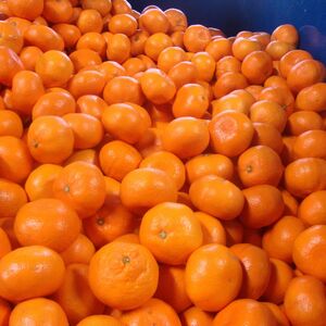 【2027年1月発送予約分】＼光センサー選別／ 【農家直送】【家庭用】こだわりの有田みかん 約2kg＋250g(傷み補償分)  先行予約 有機質肥料100% サイズ混合 【1月発送】 ※北海道・沖縄・