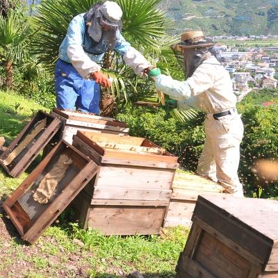 ふるさと納税 有田市 有田伊藤農園　みかんのはちみつと山花のはちみつ5個セット |  | 03