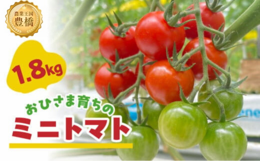 
            おひさま育ちのミニトマト　1.8kg
          