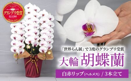 胡蝶蘭 白色赤リップ 3本立て | 胡蝶蘭 国分寺洋蘭園