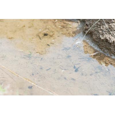 ふるさと納税 魚津市 【新米】天日干し こしひかり「富の環」　玄米5kg【北アルプス早月川最上流の棚田米】 |  | 03