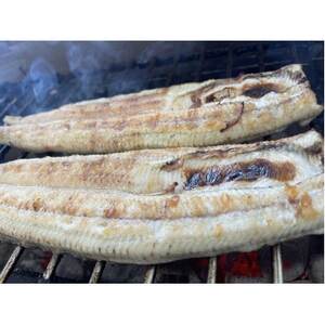 【国産うなぎ】大サイズ140g -170g　三河一色産　2尾セット　炭火白焼き【配送不可地域：離島】【1659391】