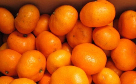 ［先行予約］［ブランドみかん］田村みかん 大玉 約9kg（2Lサイズ）★2025年11月下旬頃より順次発送