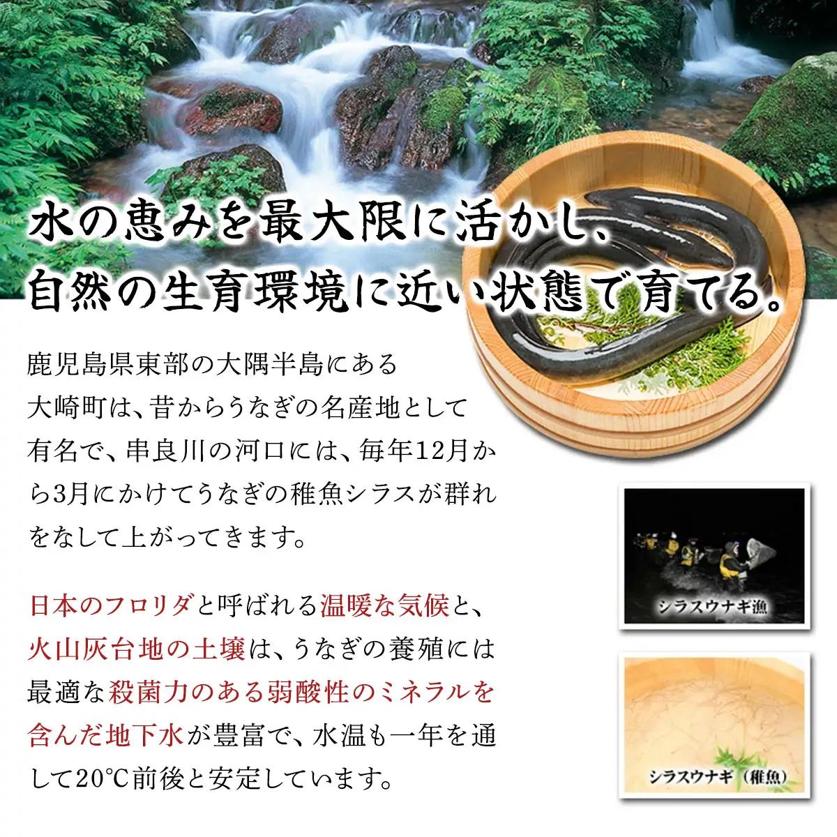国産 うなぎ 蒲焼き（無頭 約180g前後）×1尾 タレ＆山椒付 贈答用BOX入り[024-a071]