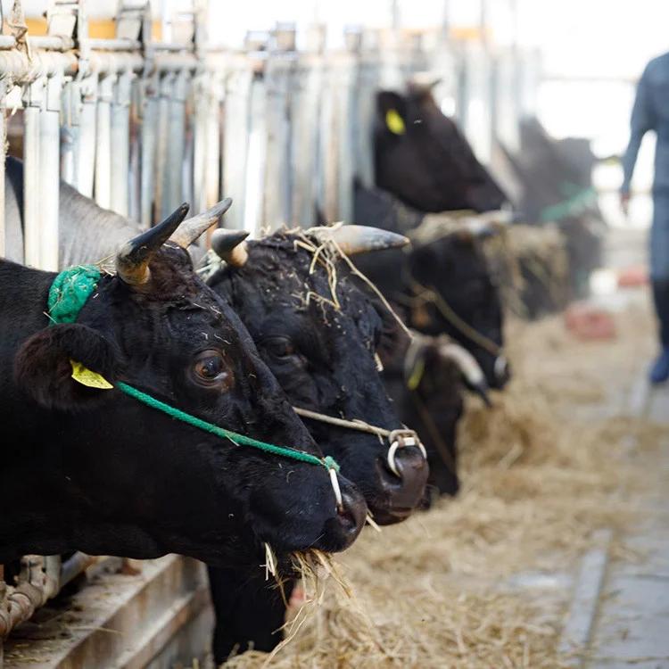 51-B 会津坂下町産　特別栽培米コシヒカリ　20kg(5kgx4)　玄米 FARMiliarほり の 「もぉ～うん米」◇