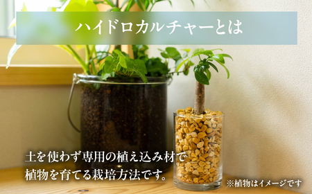 ハイドロカルチャー バルーン 陶器鉢 ゼオライト植え 3鉢セット 土無し インテリア 緑 グリーン 植物 簡単 初心者 かわいい 自然 おしゃれ 送料無料 Green Walk グリーンウォーク 愛知