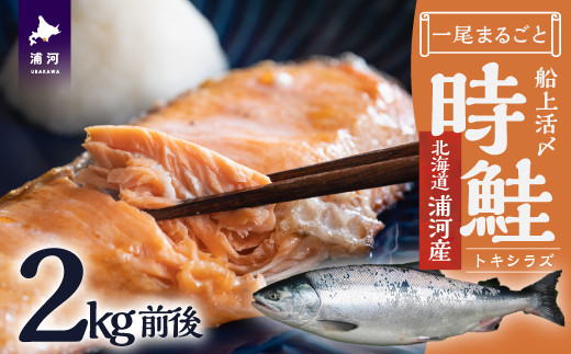 船上活〆時鮭1尾分2.0kg前後(未凍結)[01-1465]