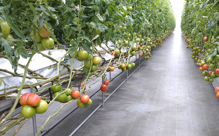 トマト いろいろ詰合せセット 1.8kg入り箱 ／ とまと 野菜 新鮮 完熟 ミニ 中玉 大玉 3種類 詰め合わせ セット 食べ比べ 産地直送 農家直送 サラダ 行田市産 埼玉県 特産 No.508