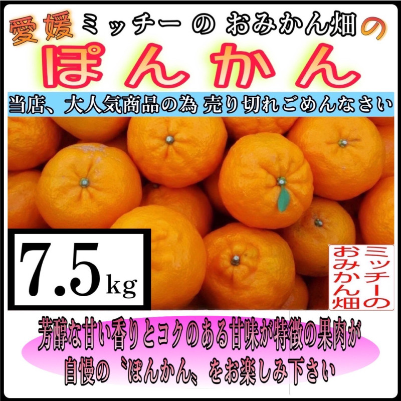 
訳あり 家庭用 ぽんかん 7.5kg サイズ混合 みかん 愛媛 国産 甘味 果樹園 期間限定 数量限定 特産品 ジュース 人気 限定 愛南 新鮮 果実 さわやか 風味 甘い フルーツ 果物 柑橘 蜜柑 糖度 産地直送 農家直送 サイズミックス 10000円 愛媛県 愛南町 ミッチーのおみかん畑
