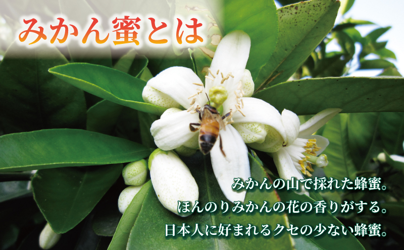 みかん蜜 1kg ギフト箱入 元気や 非加熱 はちみつ 国産はちみつ 無添加 みかん蜂蜜 みかん 柑橘 純粋はちみつ 生はちみつ 生蜂蜜 蜂蜜 ハニー  ギフト プレゼント 贈答用 数量限定 産地直送