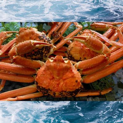 ふるさと納税 北栄町 【先行予約】【蒸し】ご自宅用松葉ガニ　500〜640g前後　3枚　※11月中旬から順次発送