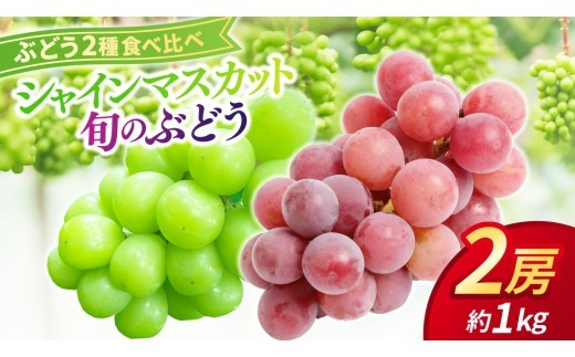 ぶどう食べ比べ 2房（約1kg）旬のぶどう＆シャインマスカット 【2026年9月下旬発送開始】 葡萄 ブドウ セット アソート シャインマスカット 安芸クイーン クイーンニーナ ロザリオロッソ ピオー