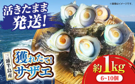 三浦半島 サザエ 中サイズ 約1kg 6~10個  さざえ 産地直送 貝 冷蔵 さざえ サザエ 【長井水産株式会社】 [AKAJ004]