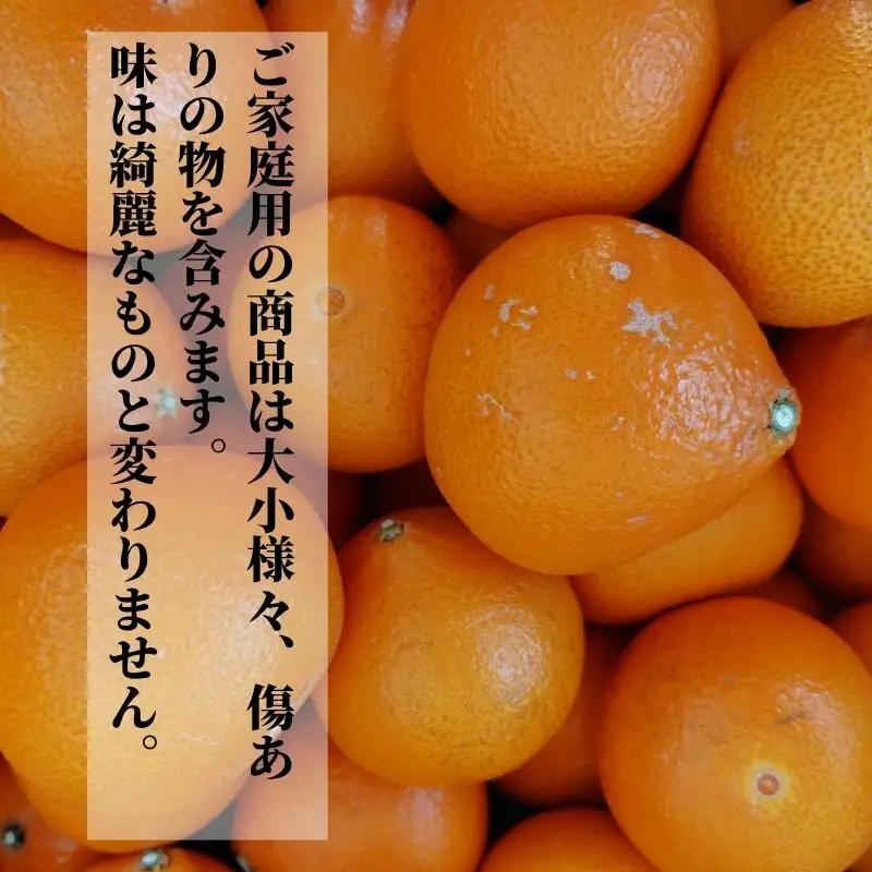 【2027年2月下旬頃から順次発送】愛果48号 家庭用 約2.5kg あいか 期間限定 みかん 柑橘 愛媛県産【PT049】