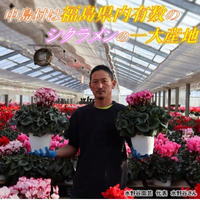 ふるさと納税 中島村 【先行予約】シクラメン6号鉢(プルマージュ)　水野谷園芸 |  | 02