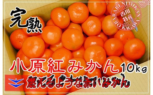 
小原紅早生みかん 香川県産 約10kg ( S ～ Lサイズ ) ｜ みかん
