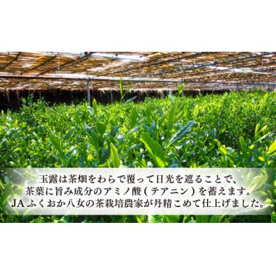 ふるさと納税 新宮町 福岡の八女茶.玉露ボトル缶(290g×24缶)【八女茶】.AE292 |  | 01
