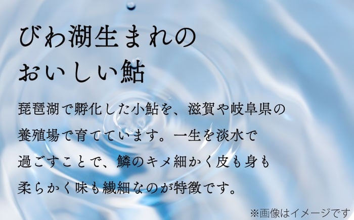 特選 びわこ生まれの鮎 一夜干し 20枚(2尾/パック) 背骨なし　鮎 あゆ アユ 一夜干し 干物