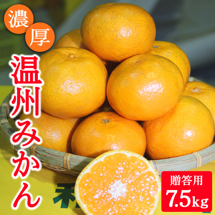 濃厚温州みかん贈答用7.5kg（和歌山天田みかん）◆ みかんの産地和歌山　北村農園直送 ※2025年12月上旬頃より順次発送予定