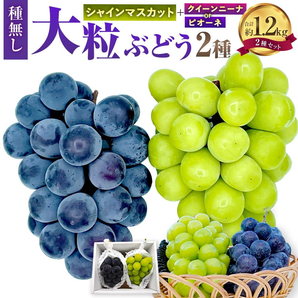 【ふるさと納税】大粒 ぶどう 2種 セット シャインマスカット 他 2房 約1.2kg ピオーネ または クイーンニーナ マスカット ぶどう 種なし 果物 くだもの フルーツ 詰め合わせ 岡山県 美咲町 送料無料【2026年10月上旬から12月下旬頃迄発送予定】