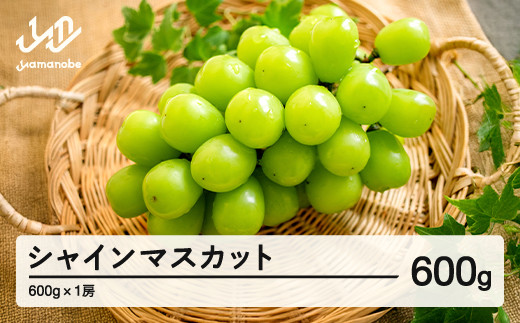 《先行予約》ぶどう シャインマスカット 秀品 1房（約600g）令和8年産 2026年産 山形県産 果物 送料無料 ns-busmx600 ※沖縄・離島への配送不可